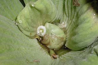 Water lettuce flowersjpg